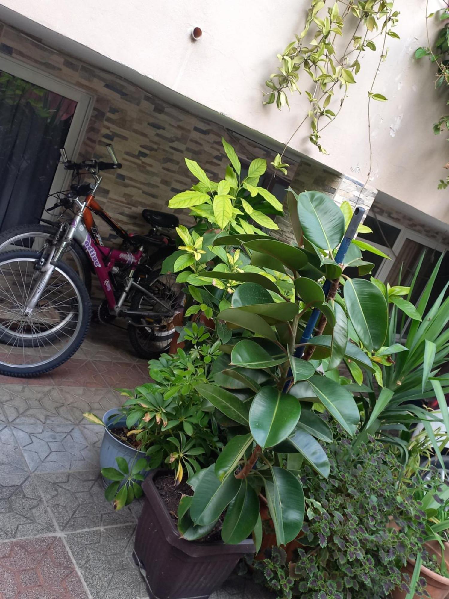 Apartman Flowers